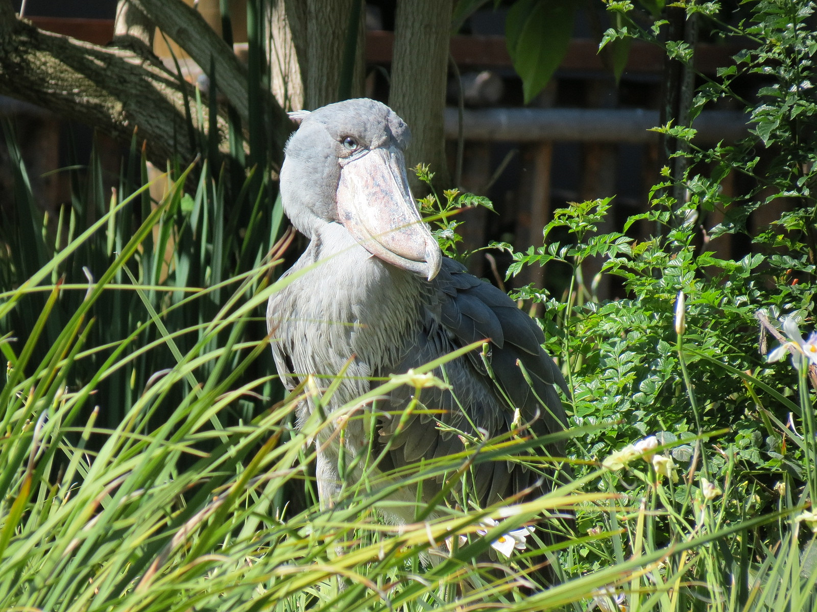 Shoebill Stork