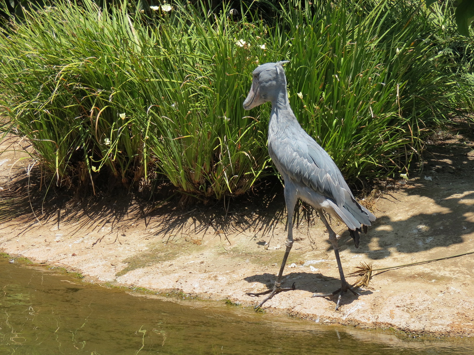Shoebill Stork