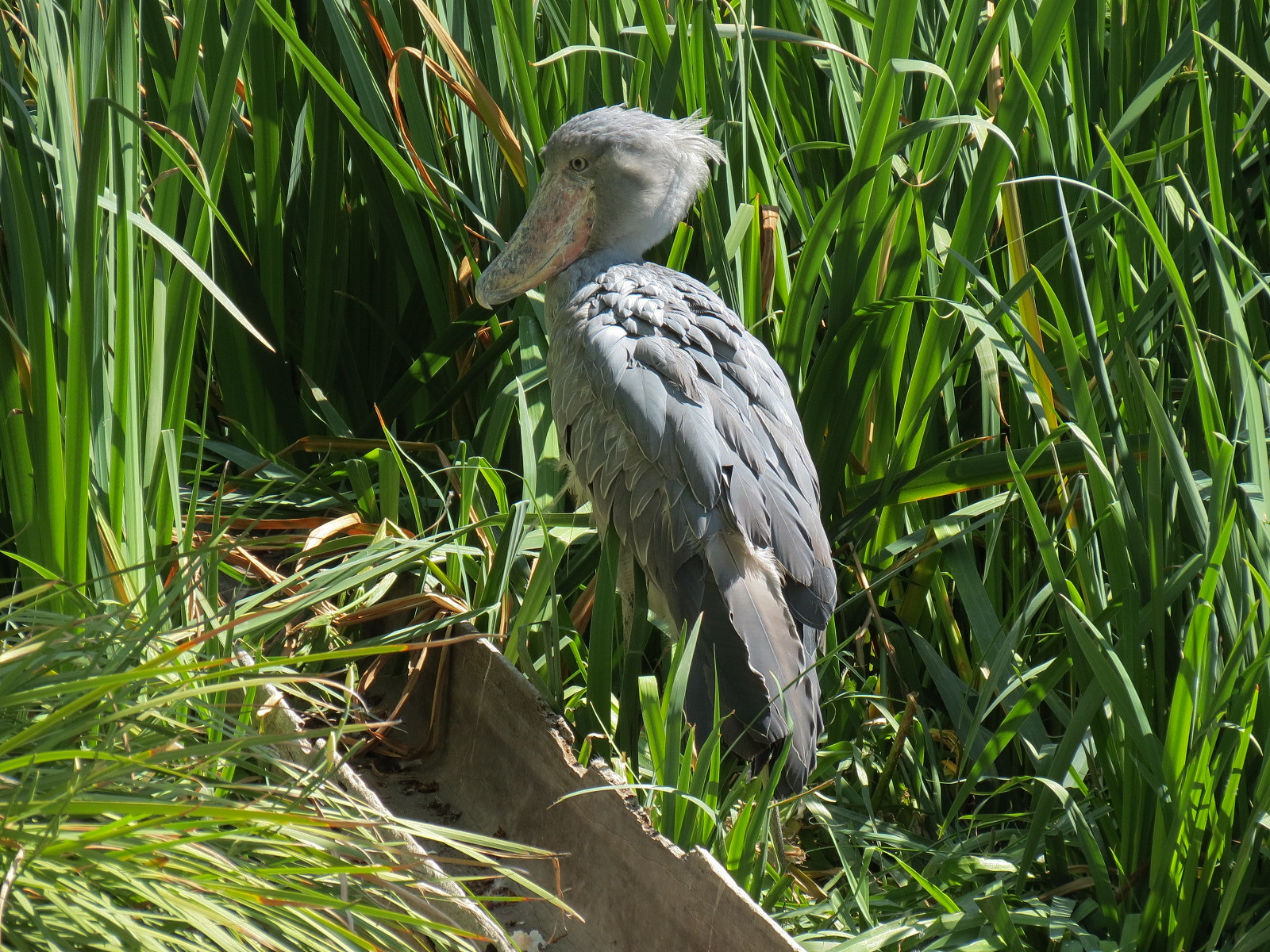 Shoebill Stork