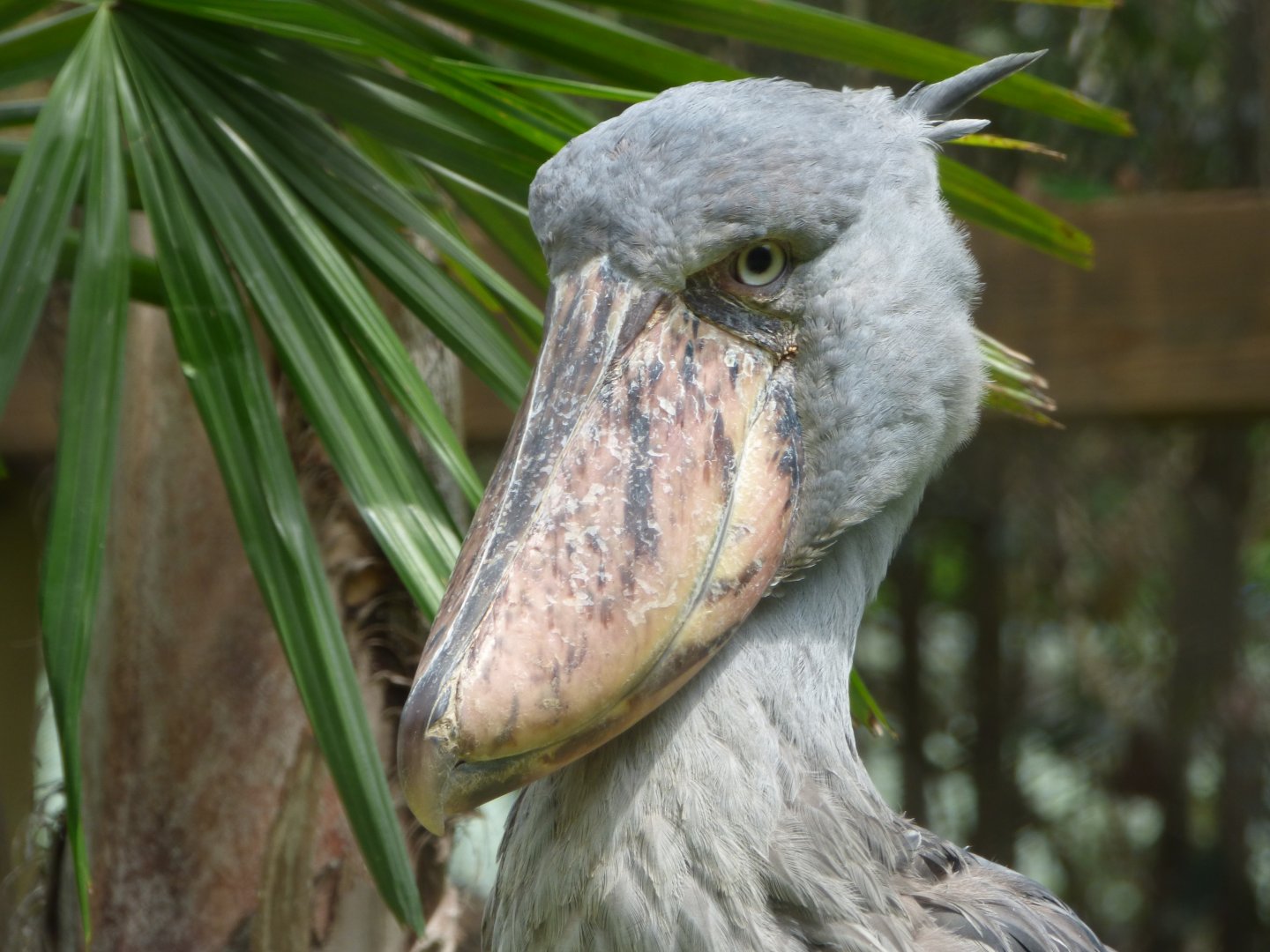 Shoebill Stork