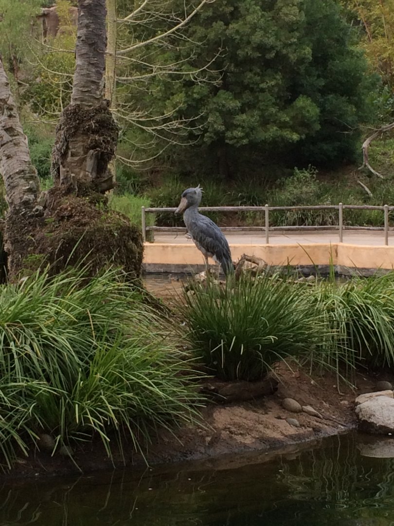 Shoebill Stork