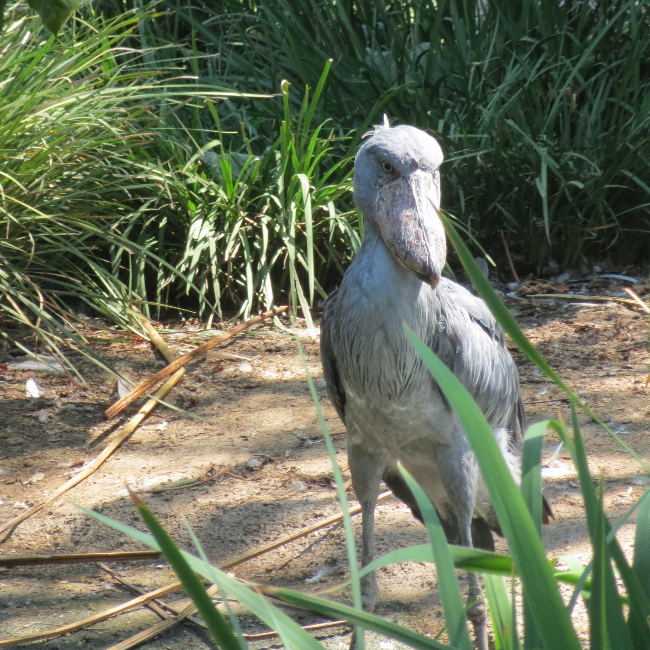 Shoebill Stork