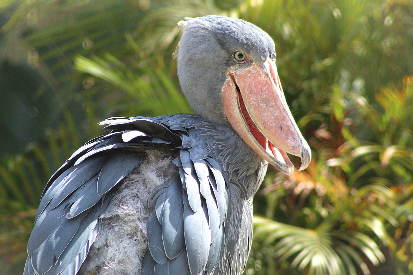 Shoebill Stork