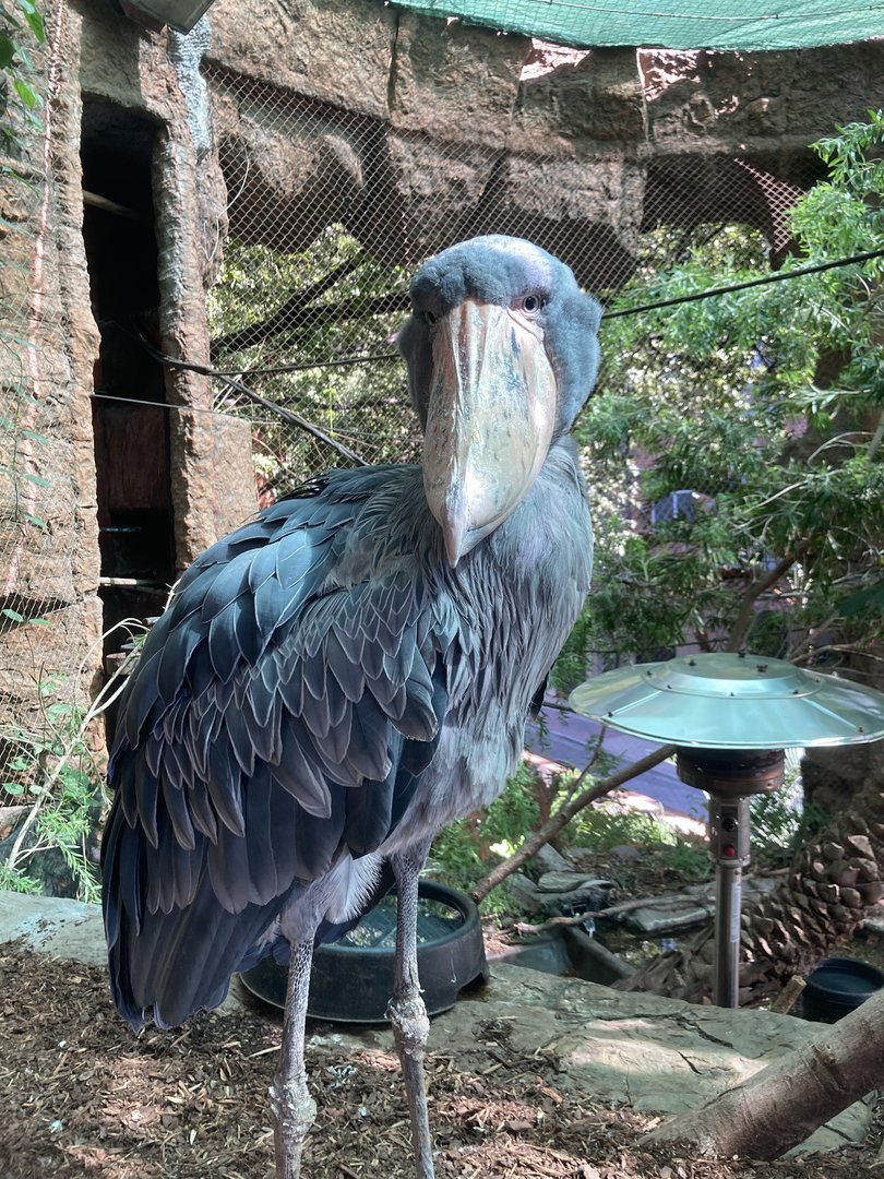 Shoebill Stork