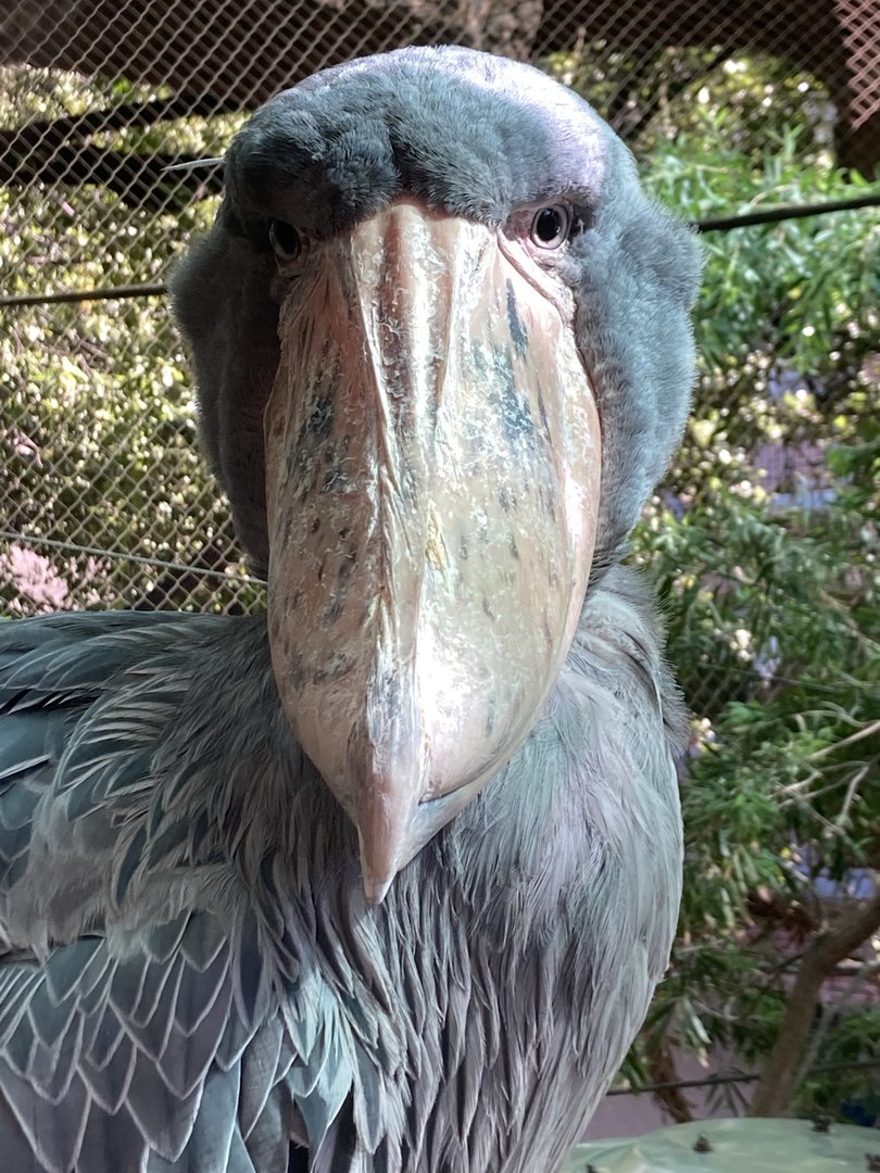 Shoebill Stork