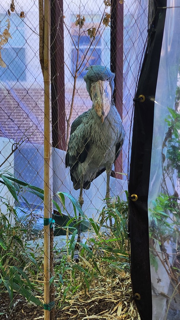 Shoebill Stork