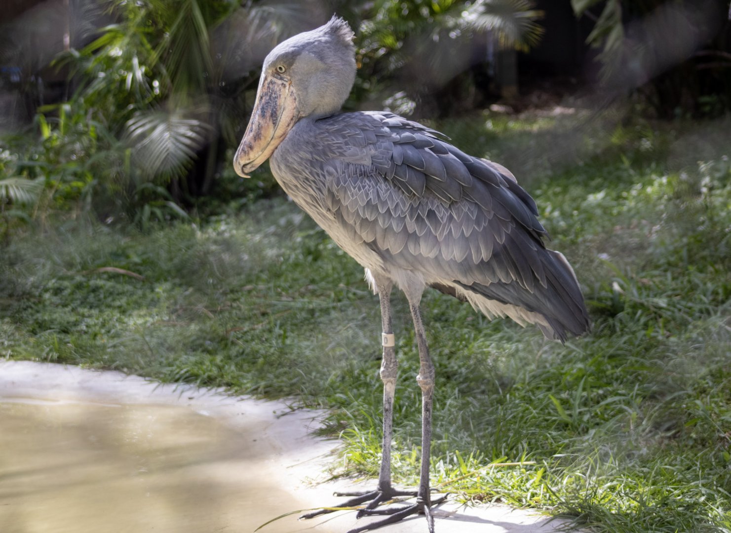 Shoebill Stork