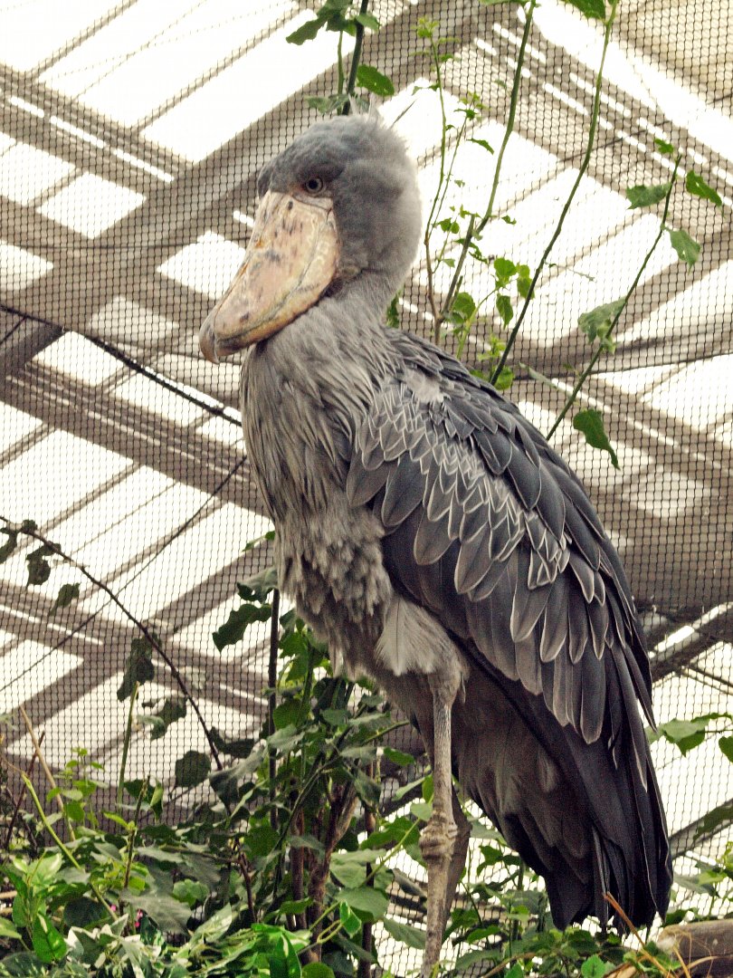 Shoebill stork