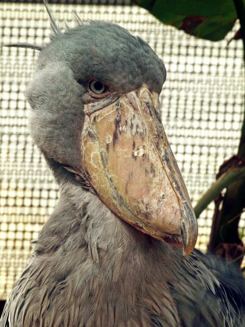 Shoebill stork