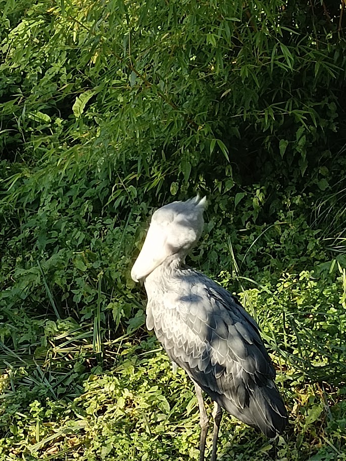 Shoebill Stork