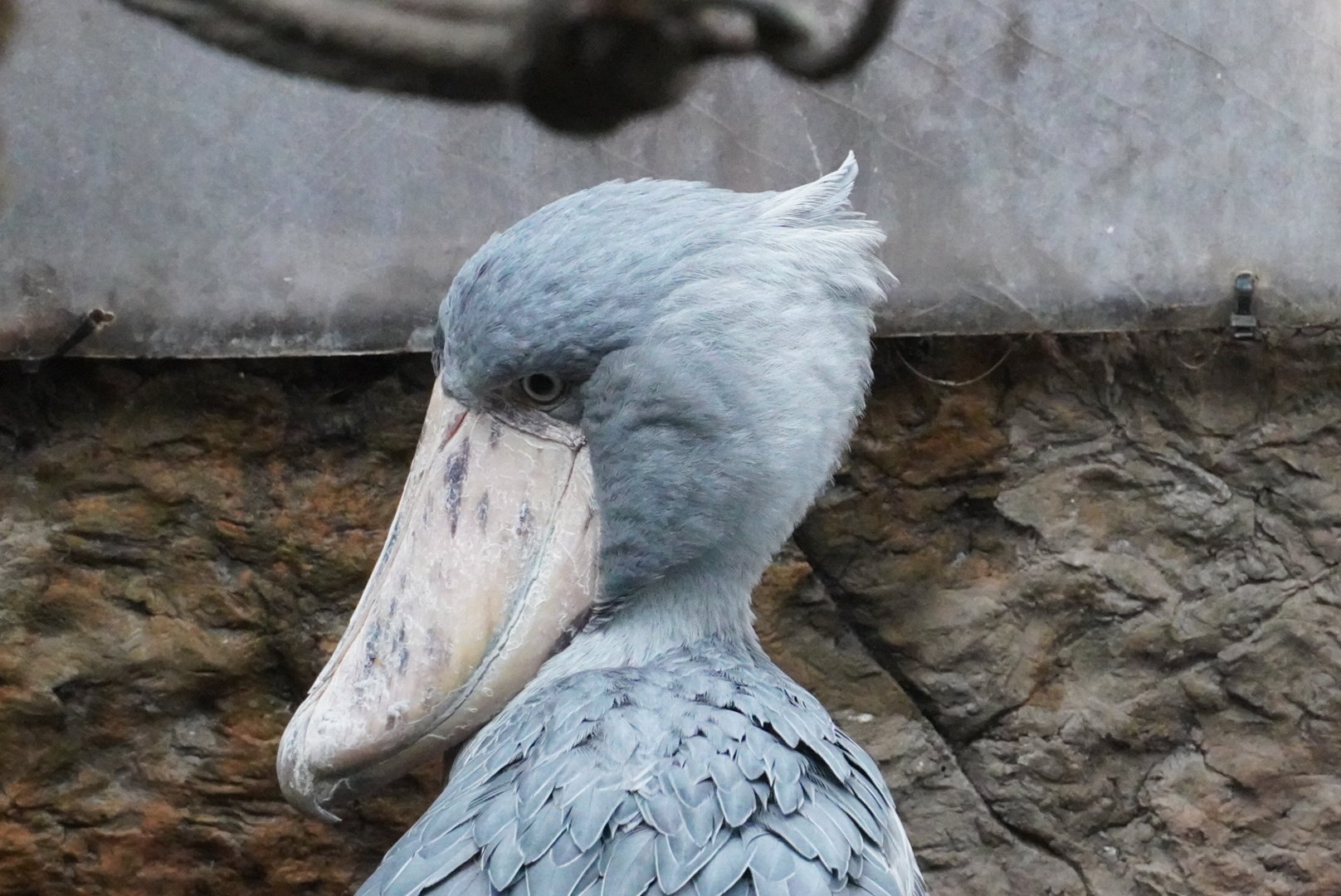 Shoebill Stork