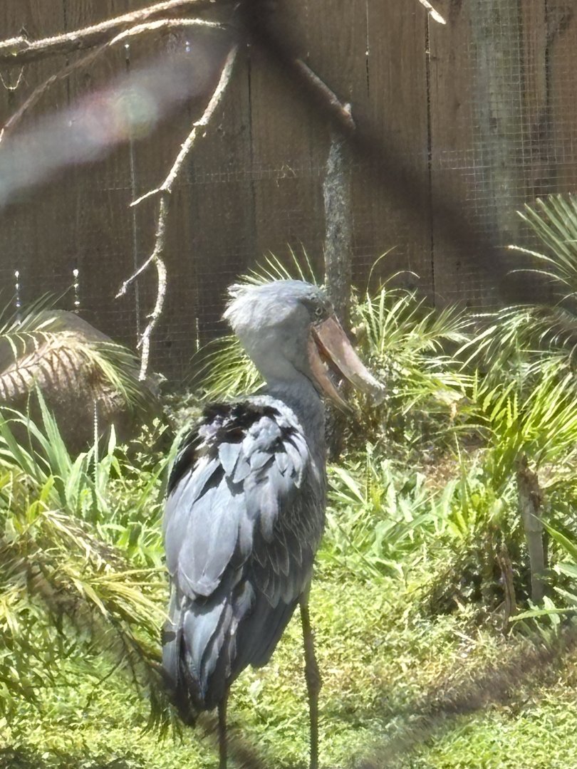 Shoebill Stork