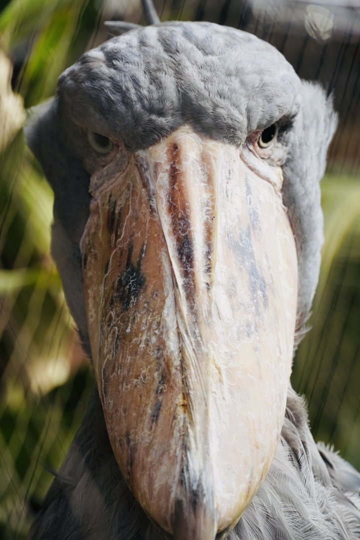 Shoebill Stork