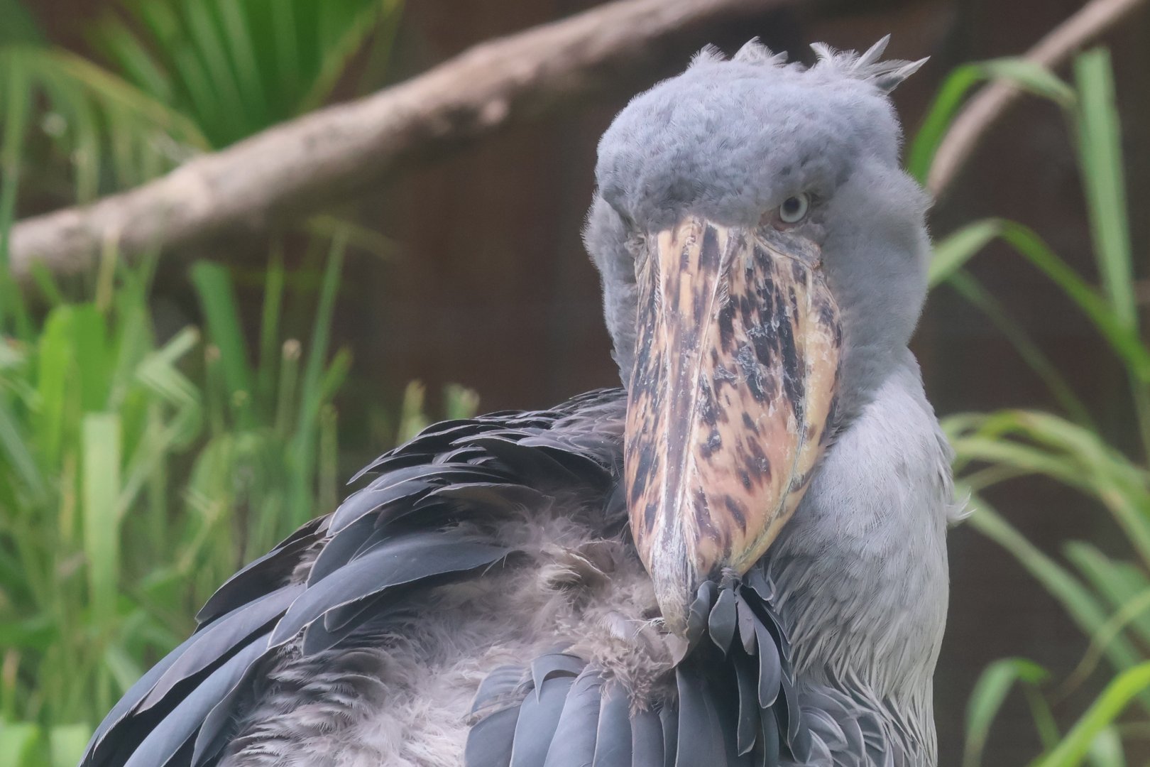 Shoebill stork