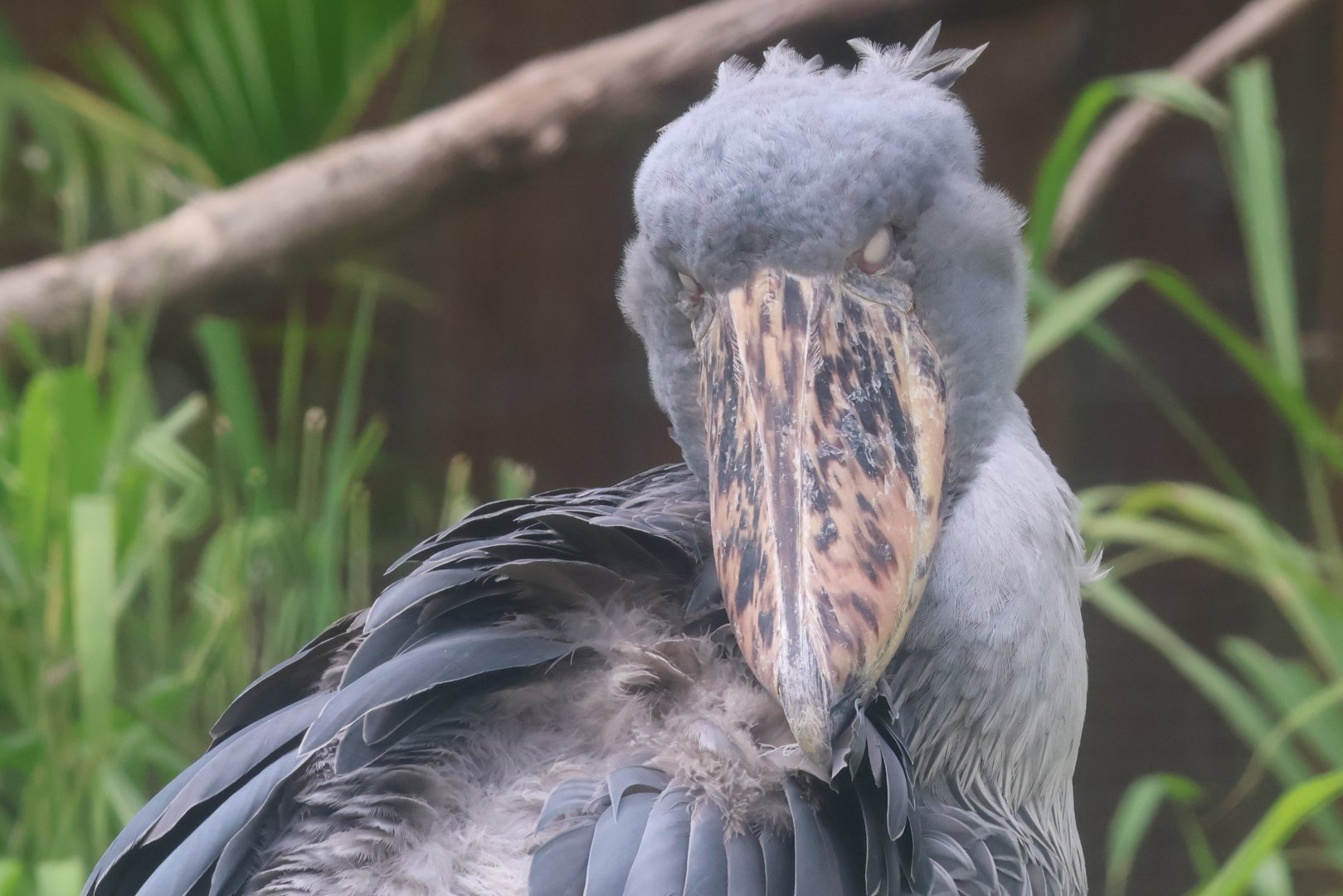 Shoebill stork