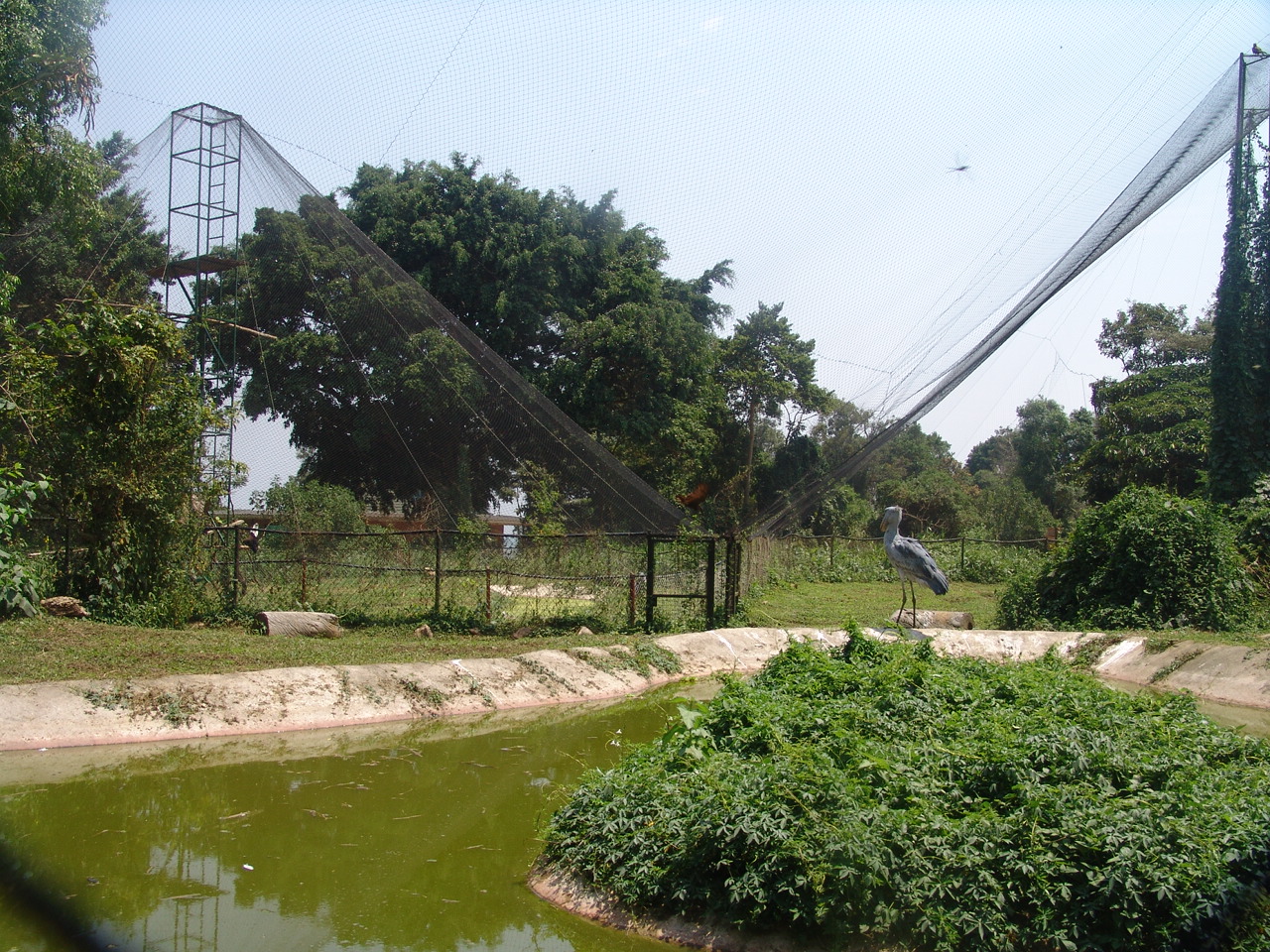 Shoebill Stork's (Balaeniceps rex) Aviary