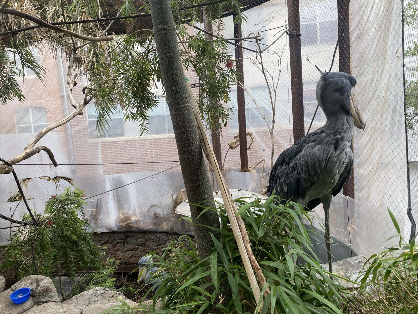 Shoebill Storks (Balaeniceps rex)