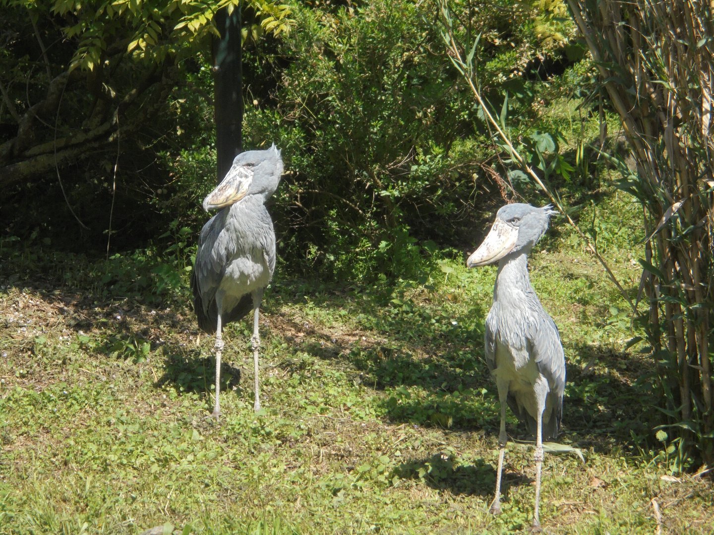 Shoebill storks