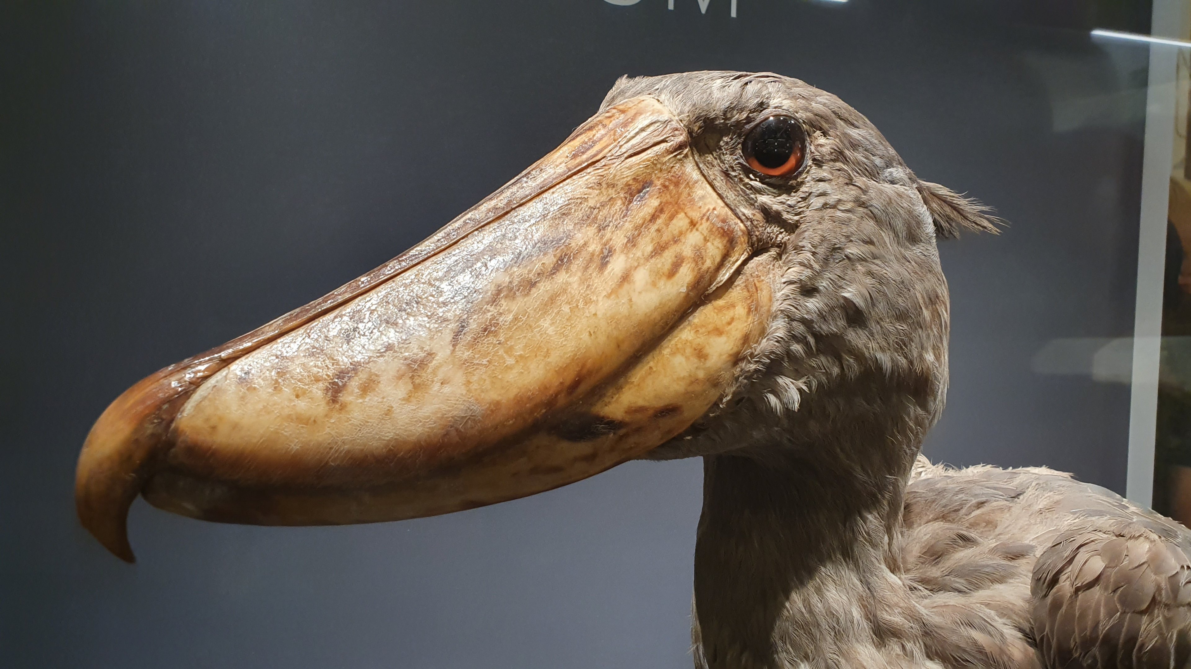 Shoebill Taxidermy, Wollaton Hall NHM, 19th July 2021