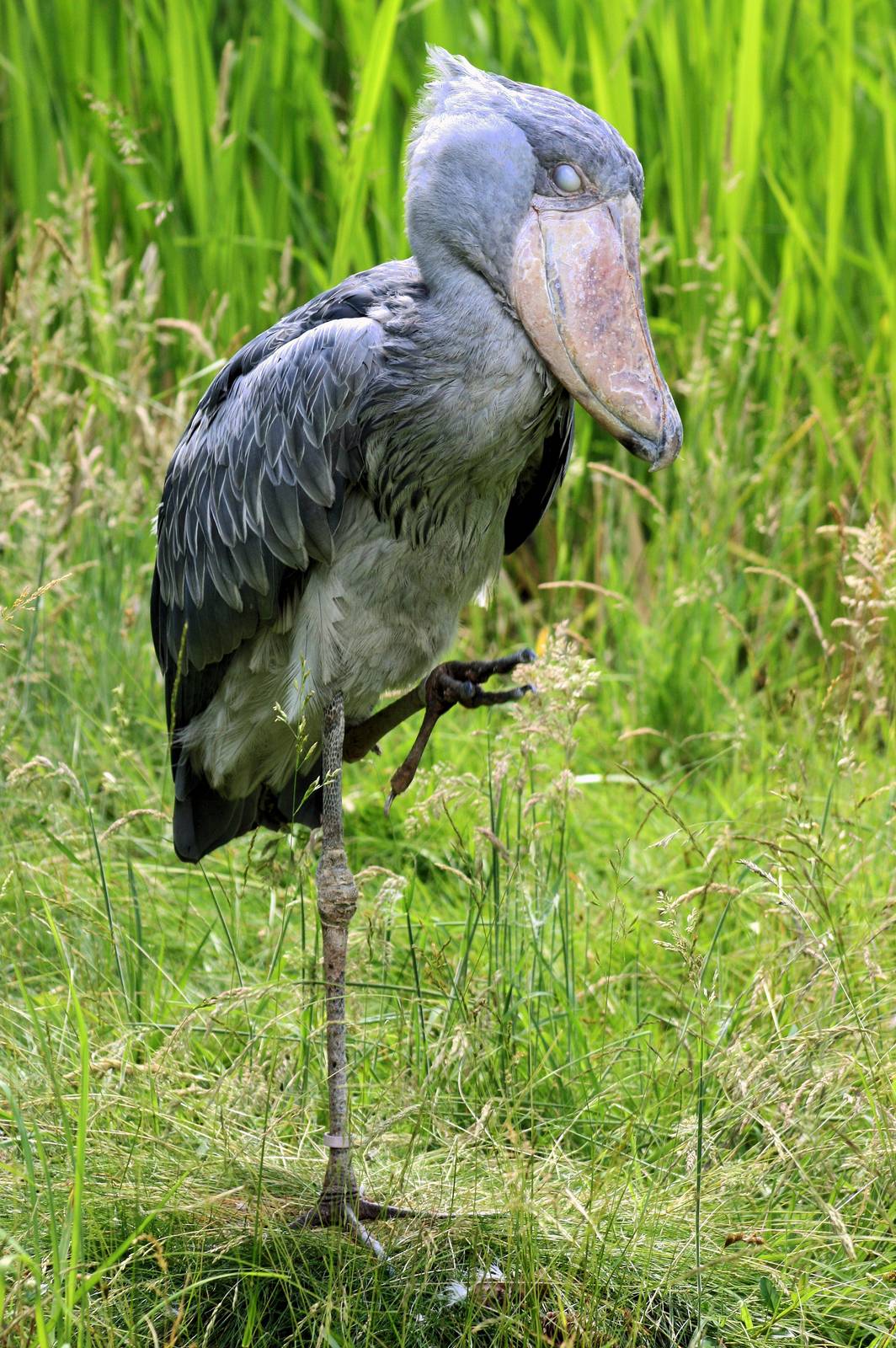 Shoebill; Walsrode; 23rd June 2013
