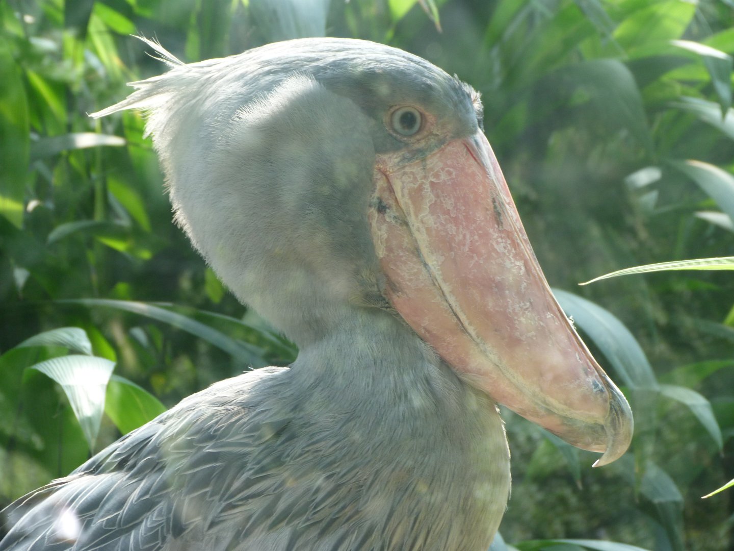 Shoebill -Zoo Praha (2025)