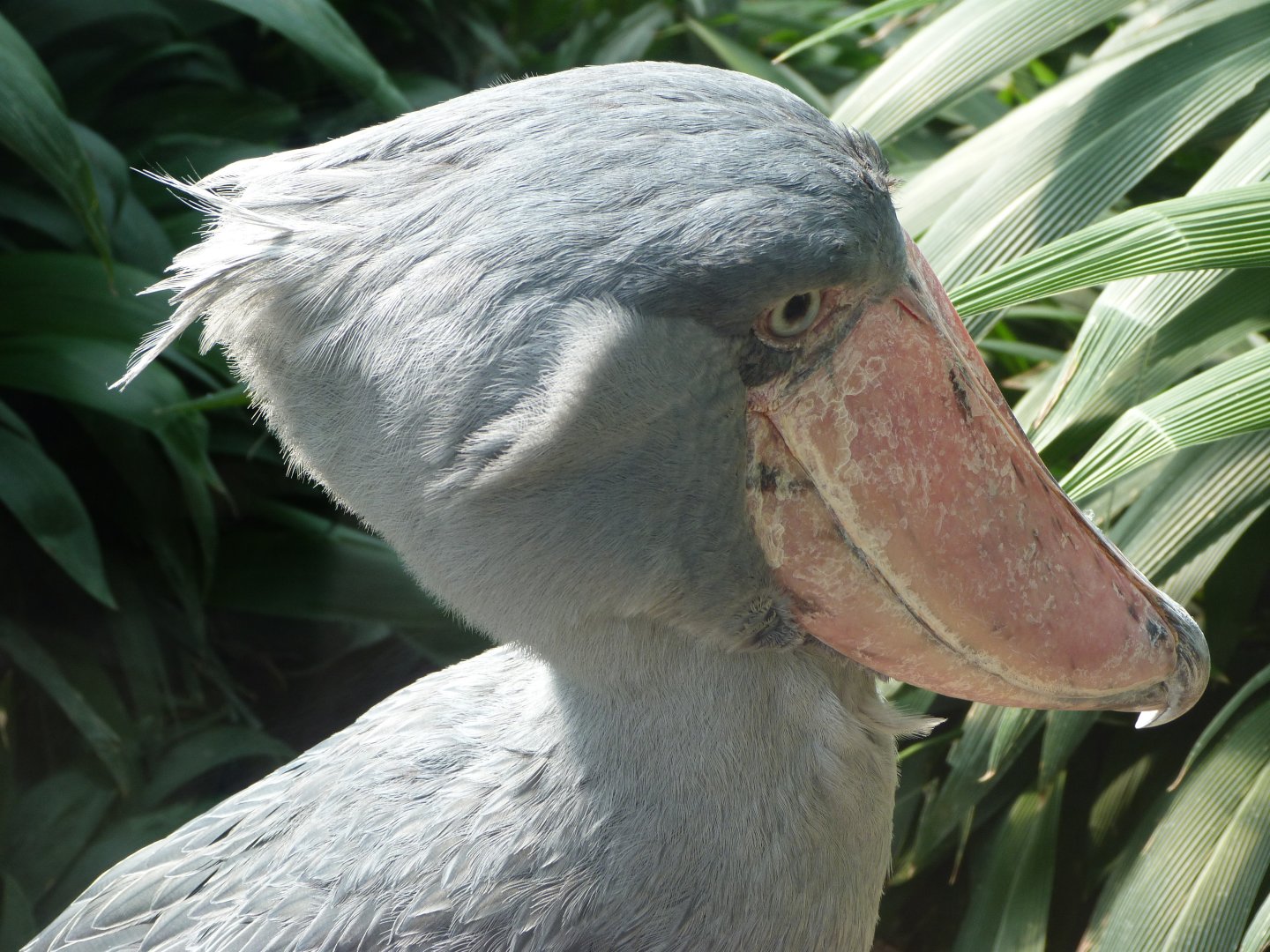 Shoebill -Zoo Praha (2025)