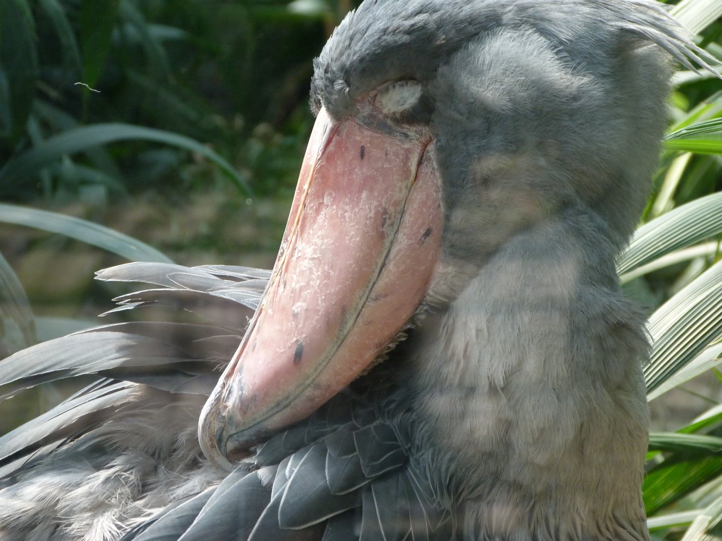 Shoebill -Zoo Praha (2025)