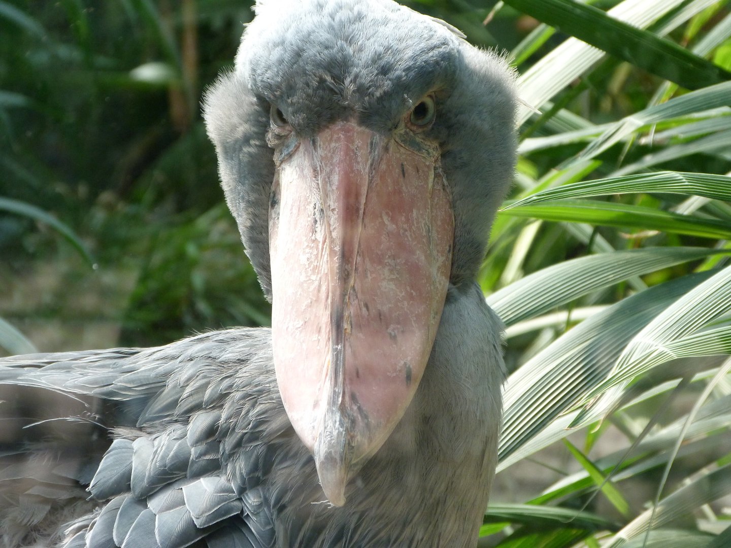 Shoebill -Zoo Praha (2025)