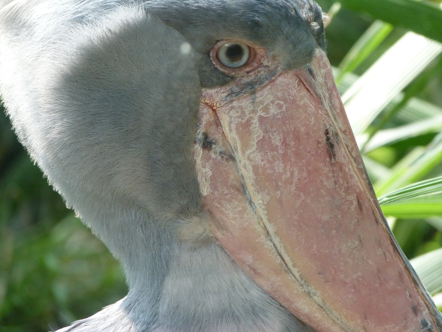 Shoebill -Zoo Praha (2025)