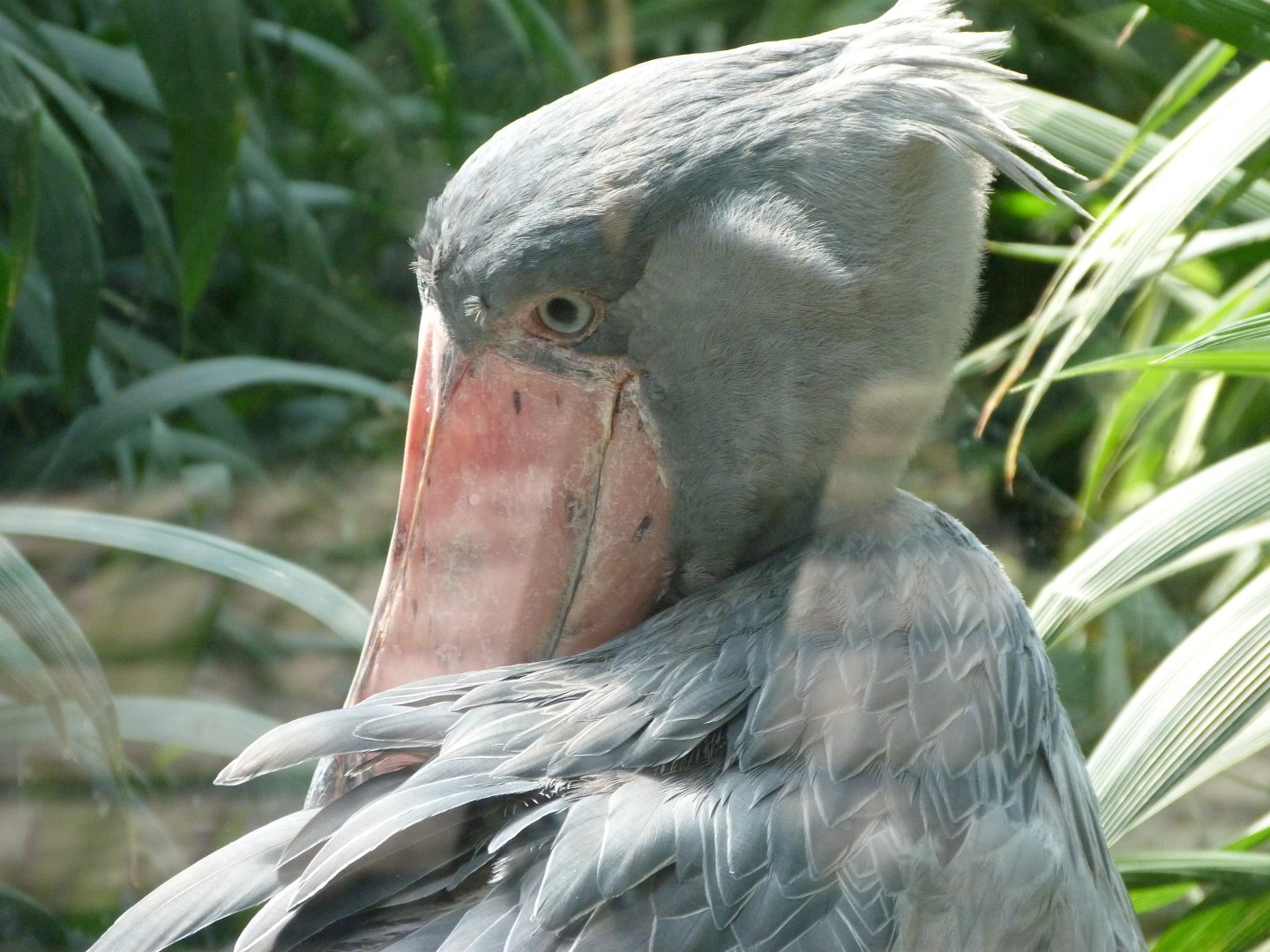 Shoebill -Zoo Praha (2025)