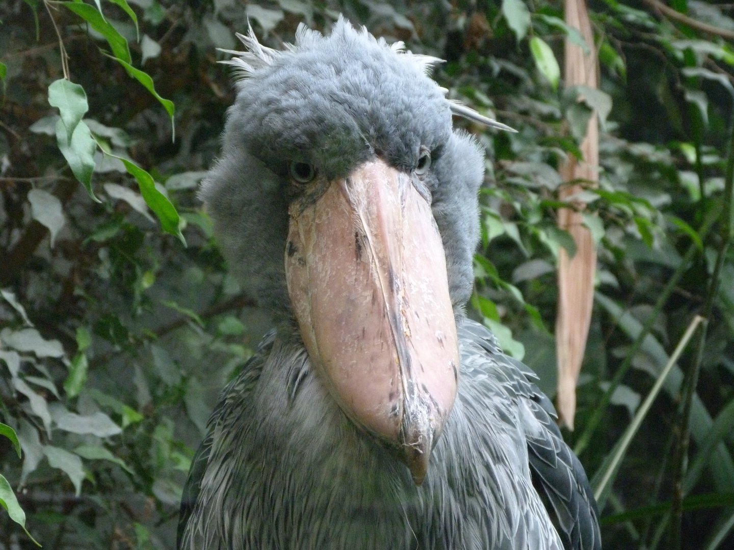 Shoebill -Zoo Praha (2025)