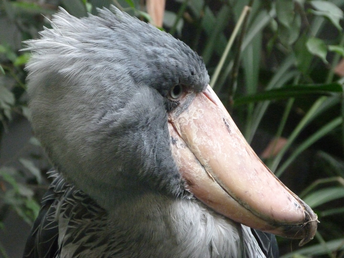Shoebill -Zoo Praha (2025)