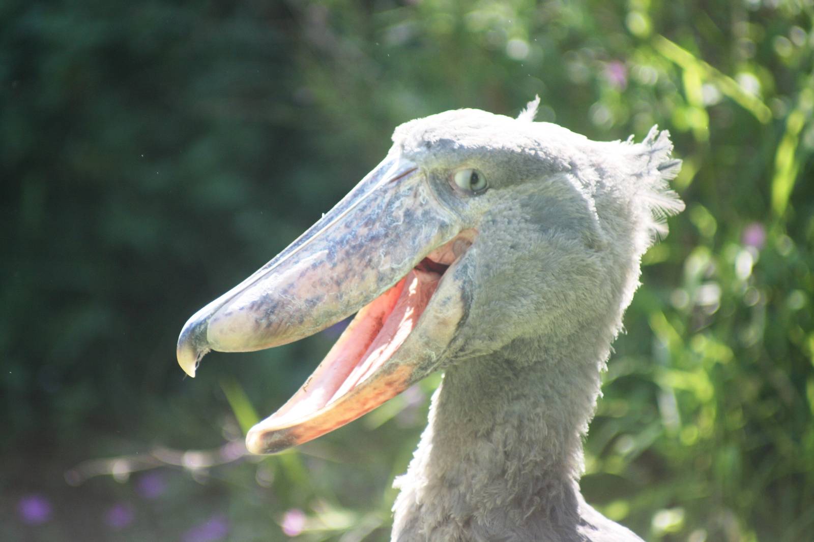 Shoebill; Zurich Zoo; 1st September 2009