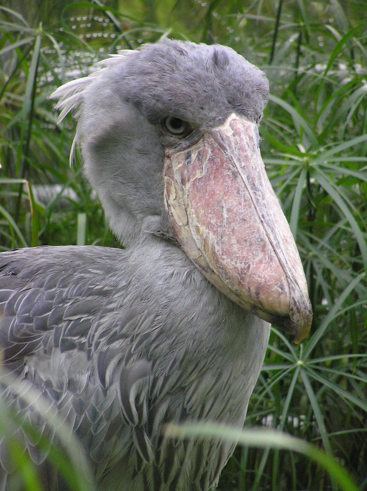 Shoebill = Zurich