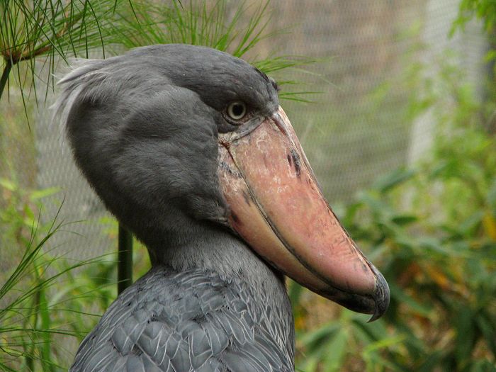 Shoebill