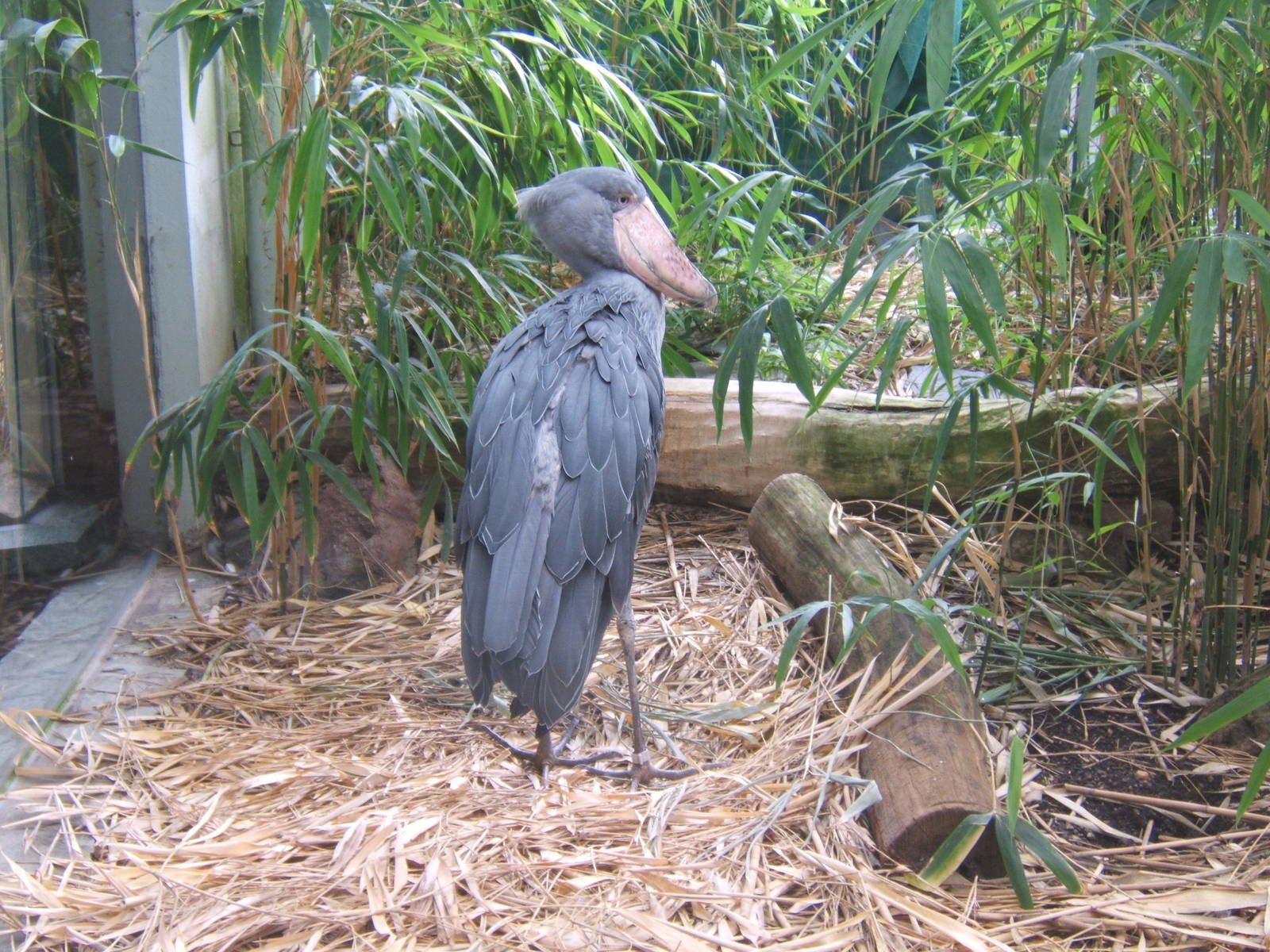 Shoebill