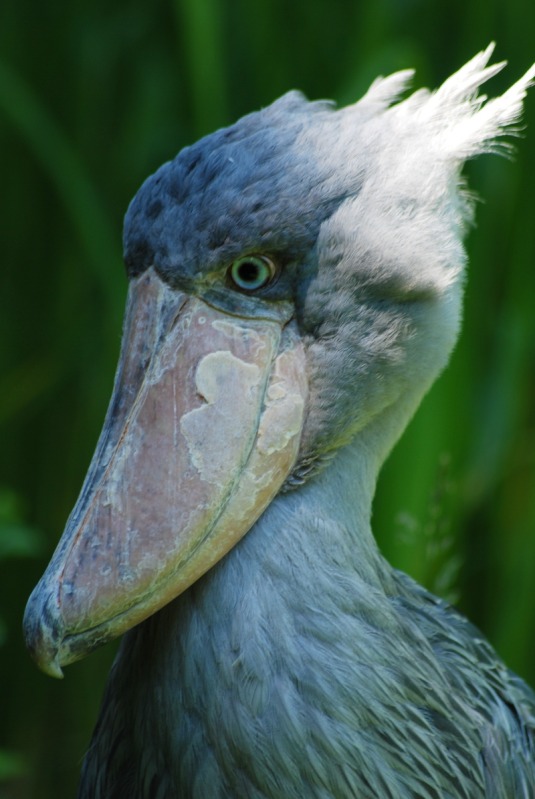 Shoebill