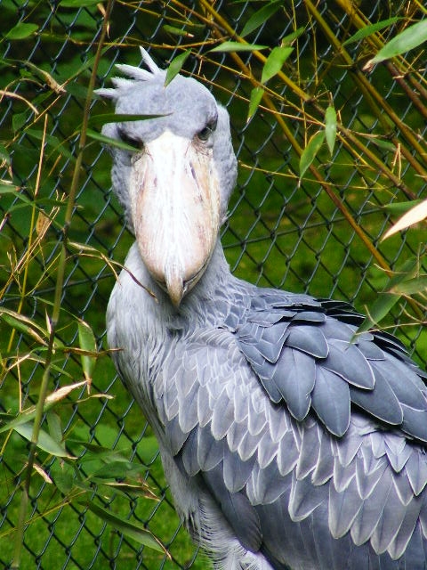 Shoebill
