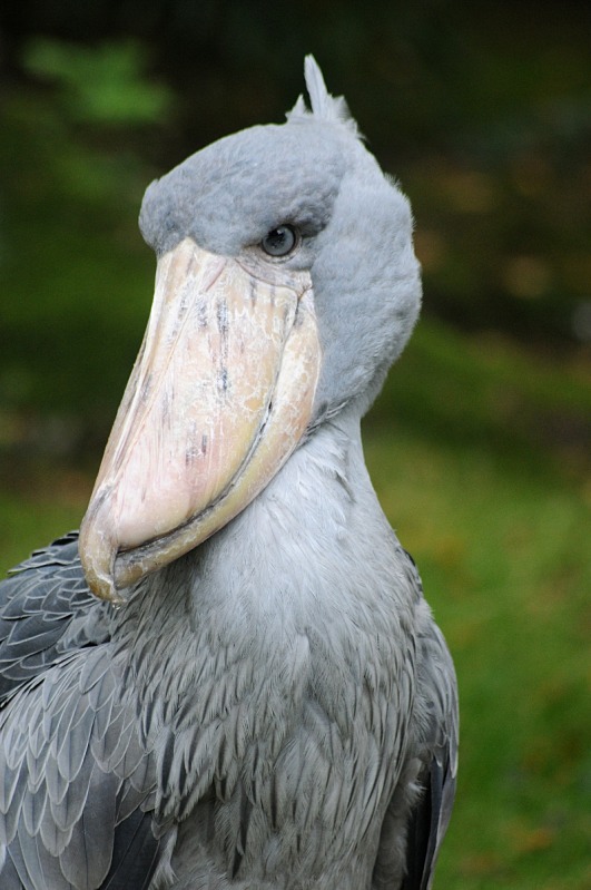 Shoebill