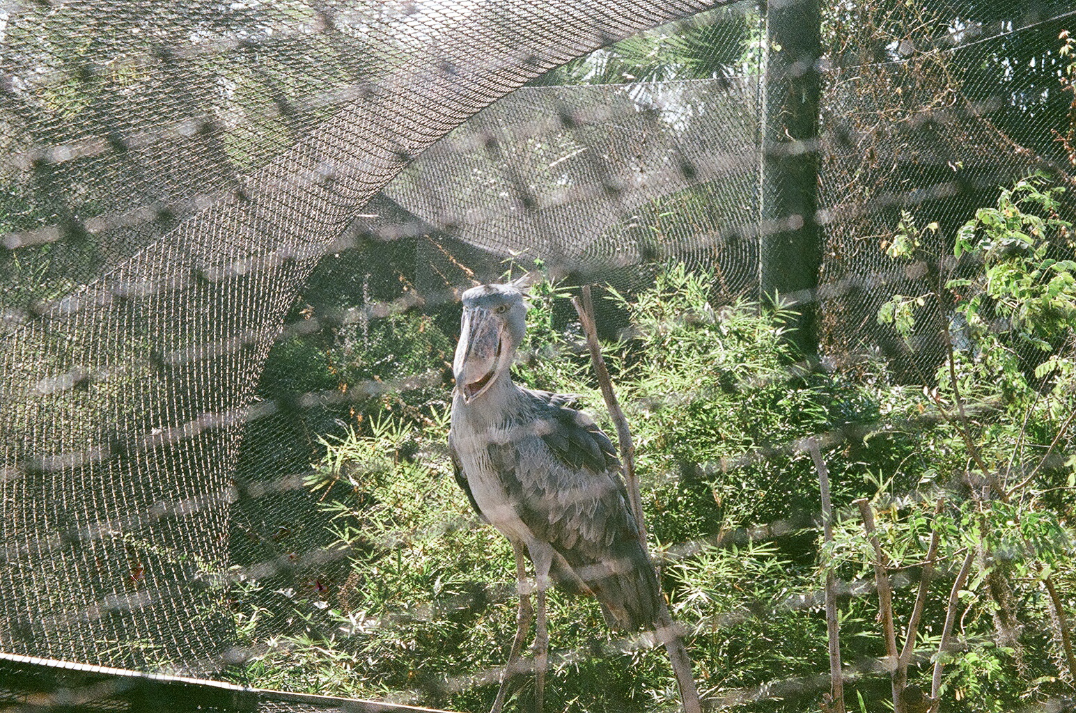 Shoebill