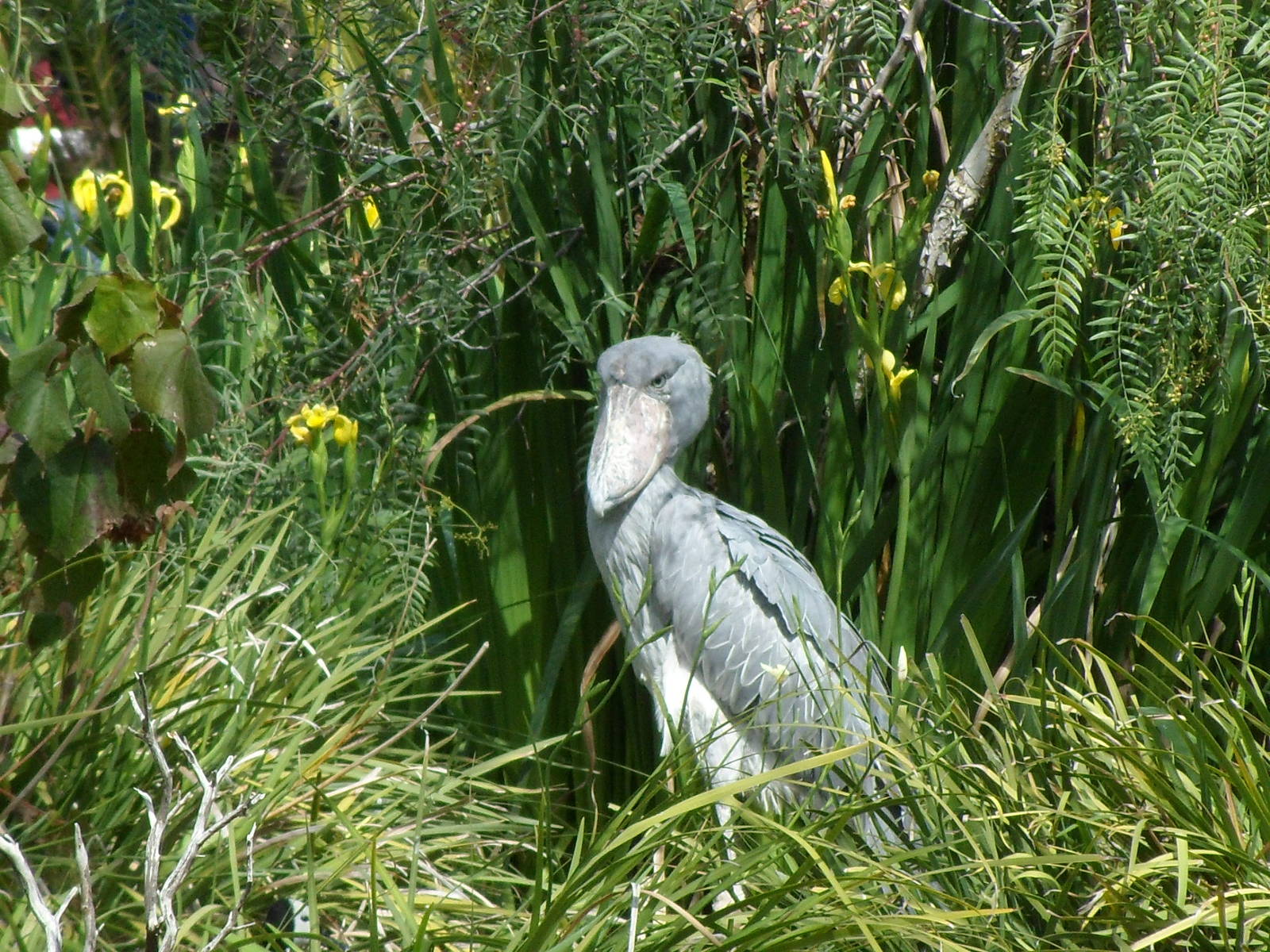 Shoebill
