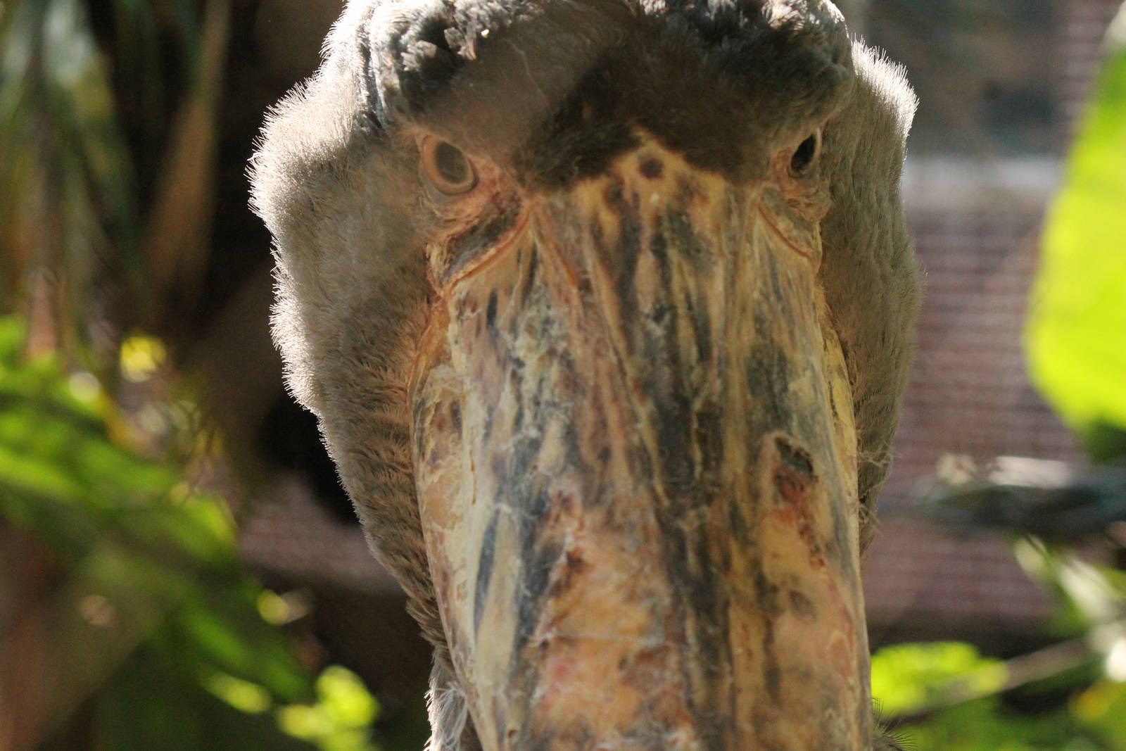 Shoebill