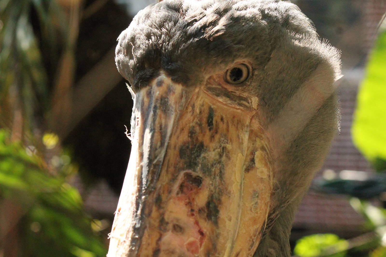 Shoebill