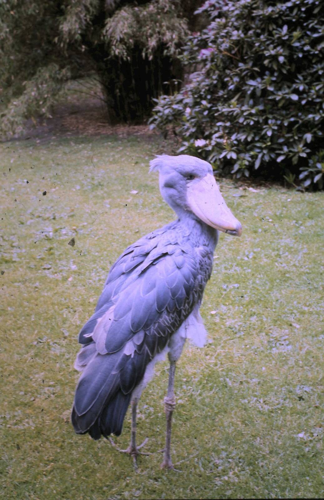 shoebill