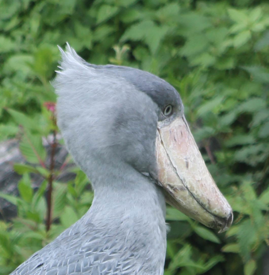 Shoebill