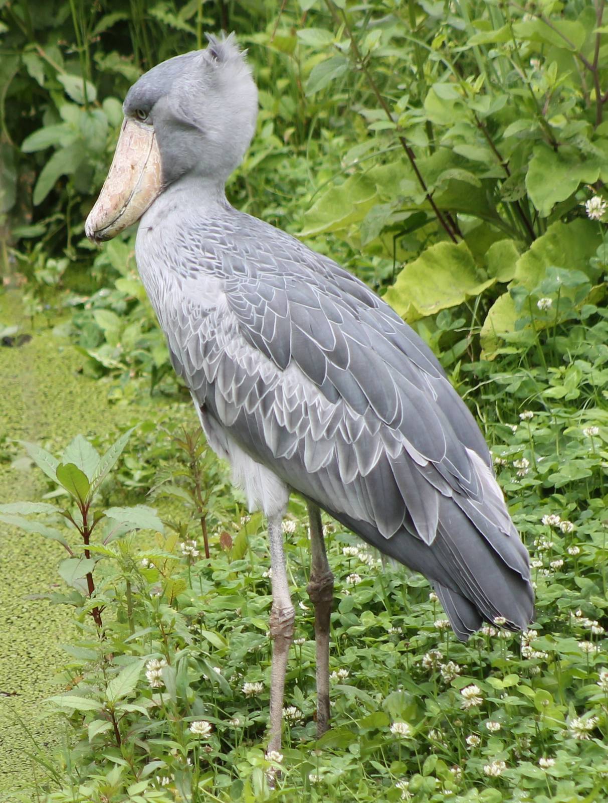 Shoebill
