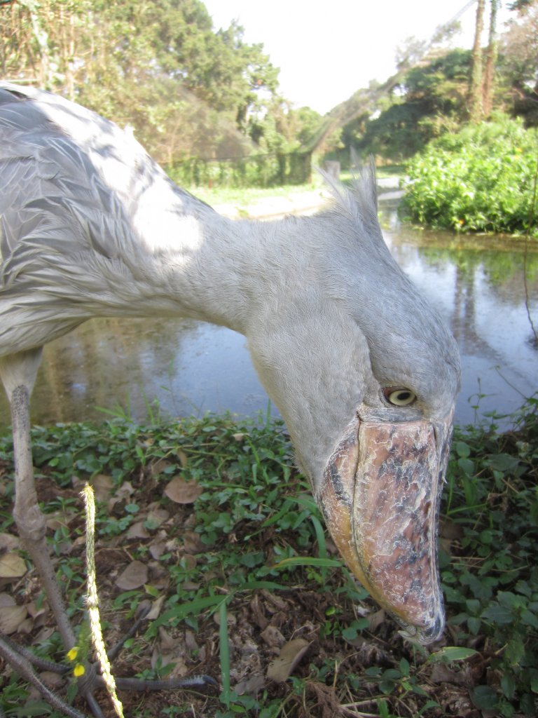Shoebill
