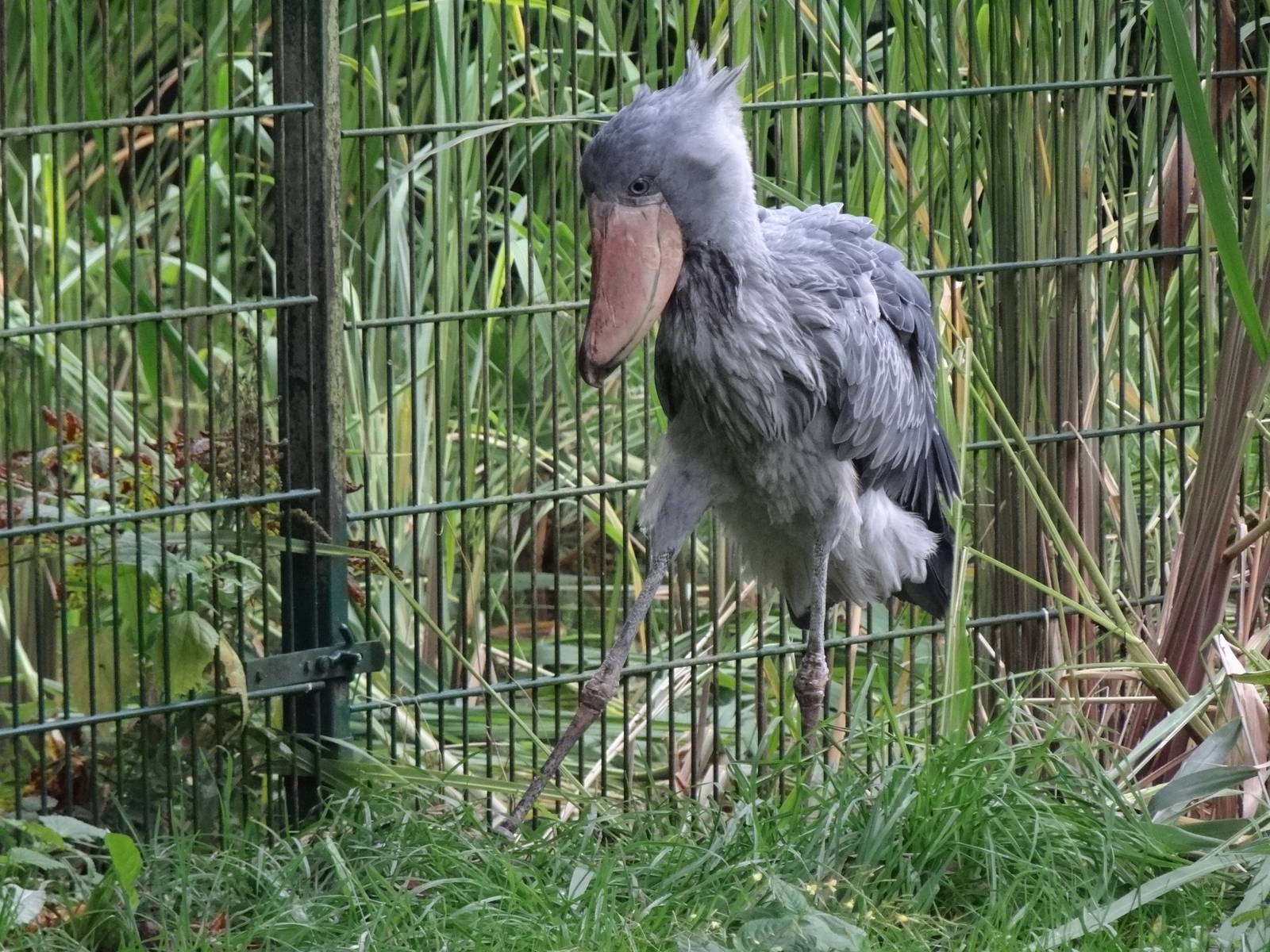 Shoebill