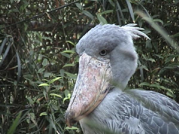 Shoebill