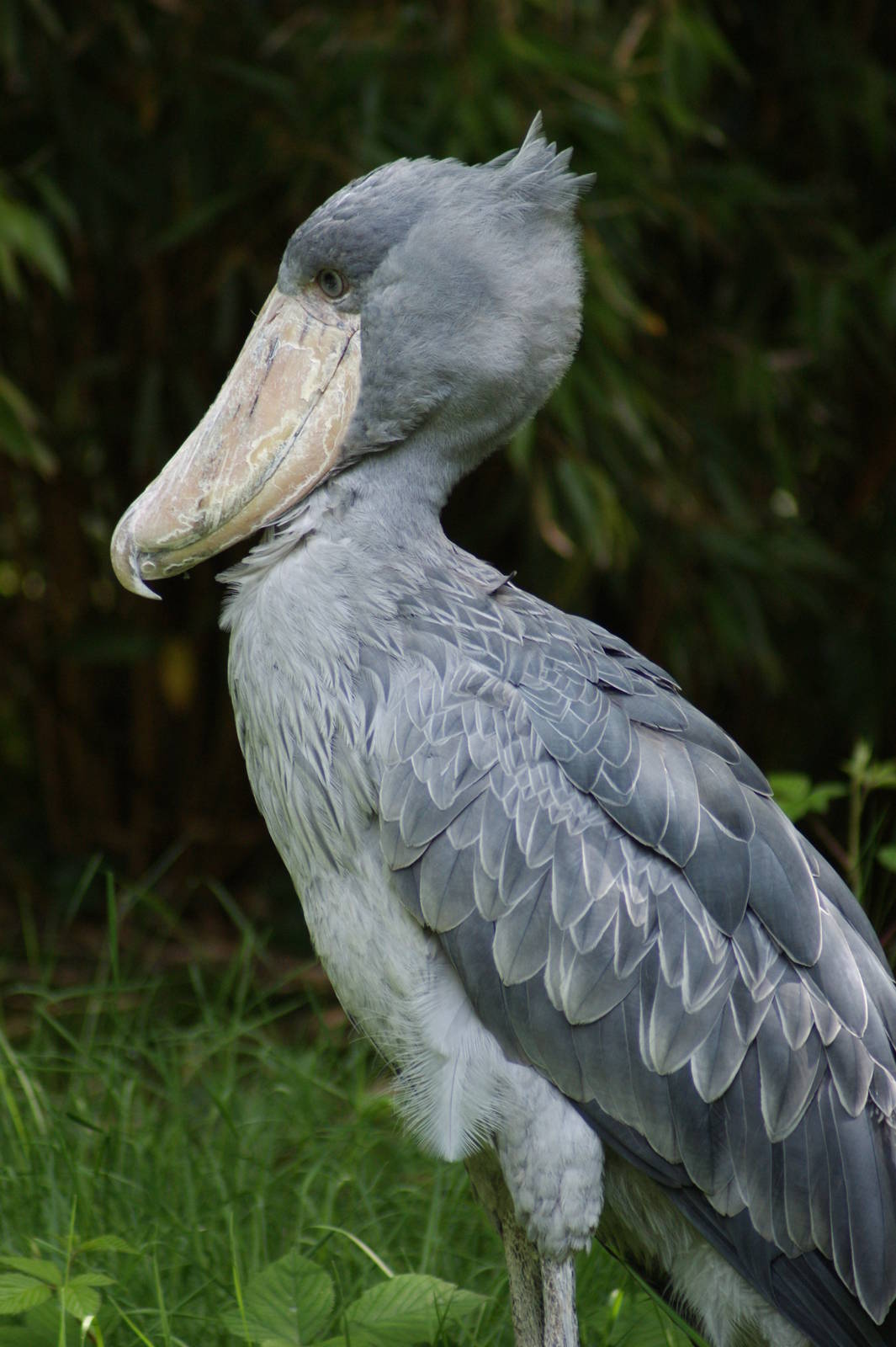Shoebill
